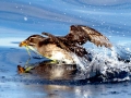 Rhinocéros Auklet