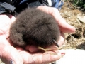Rhinocéros Auklet