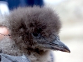 Rhinocéros Auklet