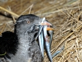 Rhinocéros Auklet