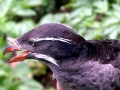 Rhinocéros Auklet