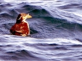 Rhinocéros Auklet