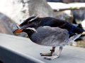 Rhinocéros Auklet