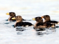Rhinocéros Auklet