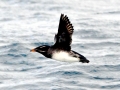Rhinocéros Auklet
