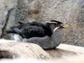 Rhinocéros Auklet