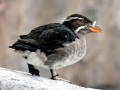 Rhinocéros Auklet