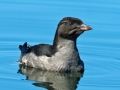 Rhinocéros Auklet