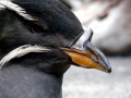 Rhinocéros Auklet