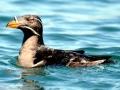 Rhinocéros Auklet