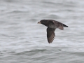 Rhinocéros Auklet