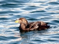 Rhinocéros Auklet