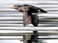 Rhinocéros Auklet