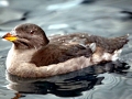 Rhinocéros Auklet