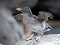 Rhinocéros Auklet