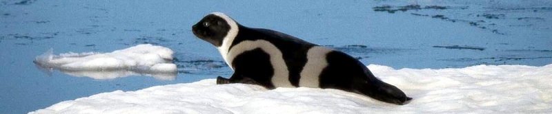 Ribbon Seal