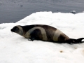 Ribbon Seal
