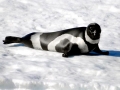 Ribbon Seal