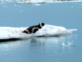 Ribbon Seal