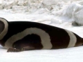 Ribbon Seal