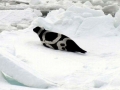 Ribbon Seal