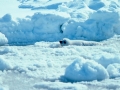 Ribbon Seal