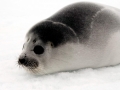 Ribbon Seal