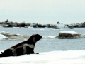 Ribbon Seal
