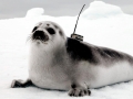 Ribbon Seal