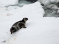 Ribbon Seal