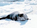 Ribbon Seal