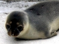 Ribbon Seal