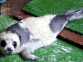 Ribbon Seal