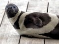 Ribbon Seal