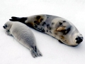 Ribbon Seal