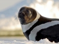 Ribbon Seal
