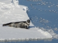 Ribbon Seal