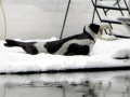 Ribbon Seal