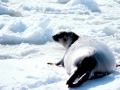 Ribbon Seal