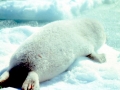Ribbon Seal
