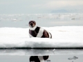 Ribbon Seal