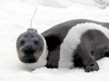 Ribbon Seal