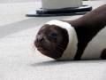 Ribbon Seal
