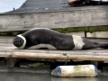 Ribbon Seal