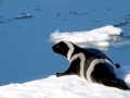 Ribbon Seal