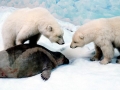 Ribbon Seal