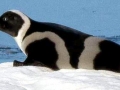 Ribbon Seal