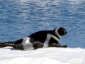 Ribbon Seal