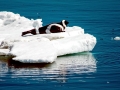 Ribbon Seal