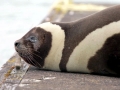 Ribbon Seal